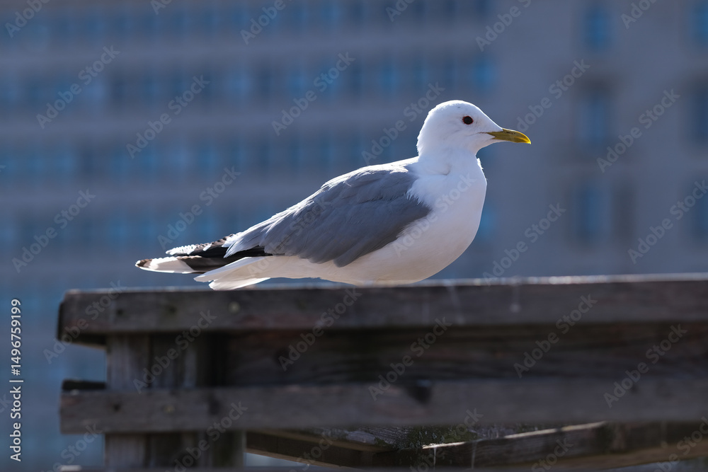 Obraz premium Seagull