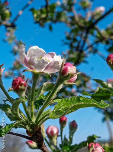 A branch of an apple tree with pink flowers and green leaves