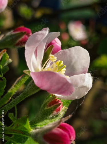 A close up of a pink and white flower on a plant