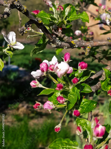 A branch of an apple tree with pink and white flowers