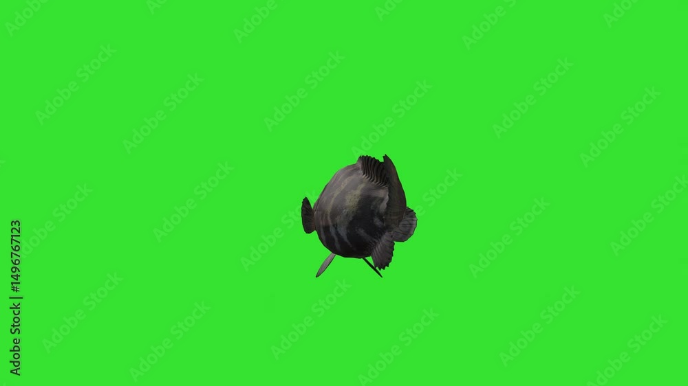 Back view black fish under water green screen or chroma key video clip motion