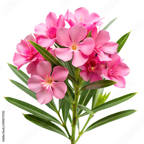 Oleander flower arranged isolated on Transparent background