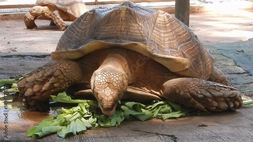 A Brazilian tortoise is eating leaves with gusto !