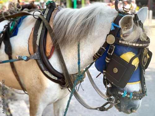 Close up grayish white horse on the side of the road. This horse is usually used for tourism, to pull a delman around the tourist area. Traditional transportation