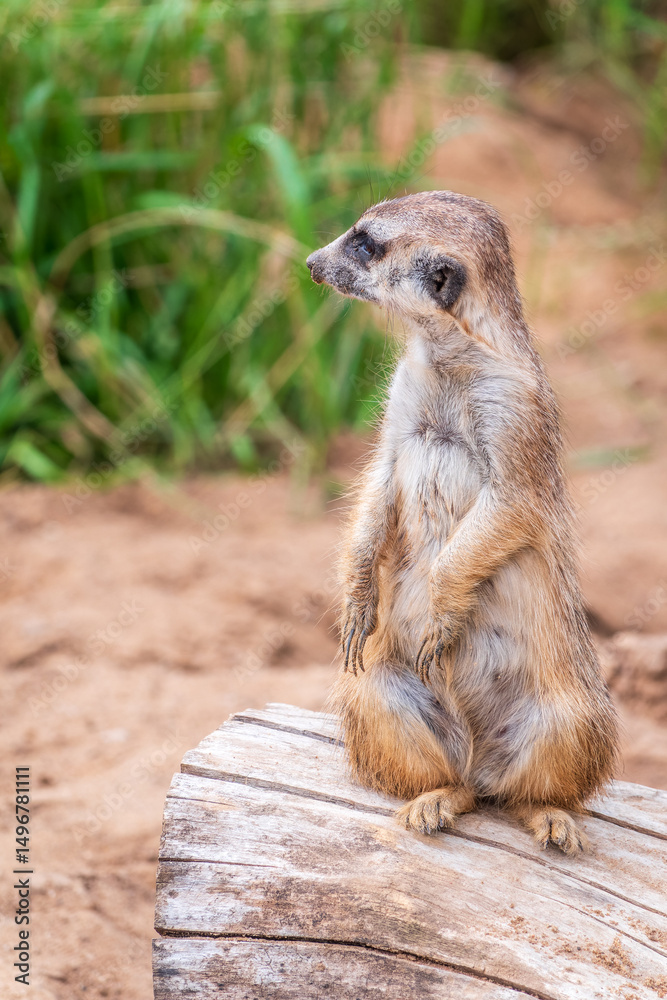 Fototapeta premium Meerkat, Suricata suricatta, on hind legs. Portrait of meerkat standing on hind legs with alert expression. Portrait of a funny meerkat sitting on its hind legs.