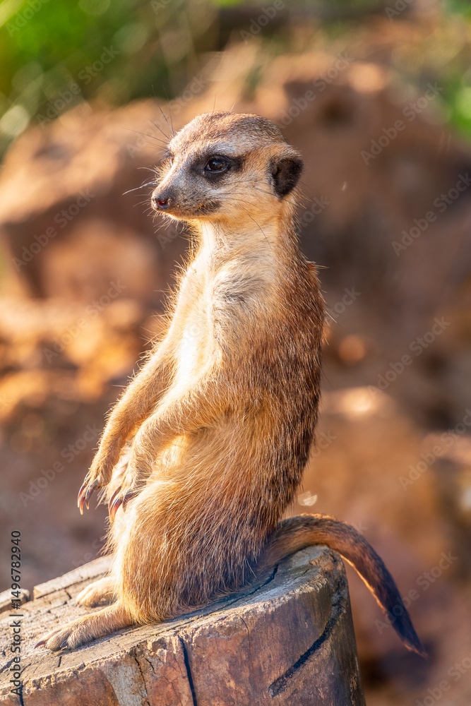 Fototapeta premium Meerkat, Suricata suricatta, on hind legs. Portrait of meerkat standing on hind legs with alert expression. Portrait of a funny meerkat sitting on its hind legs.