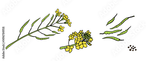 Hand drawn canola plant parts: flowers, pods, and seeds. Ideal for educational infographics, eco labels, packaging, farming guides, and botanical prints.