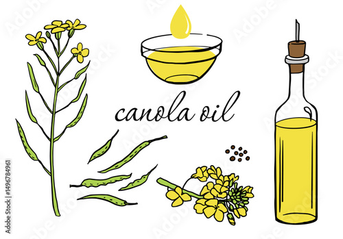 Hand-drawn canola oil illustration with bottle, seeds, flowers, pods. Used for cooking, baking, frying, salad dressings, and healthy meal preparation.