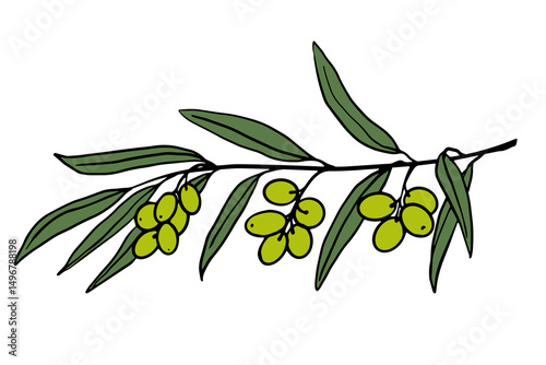 Hand-drawn olive branch with green leaves and ripe olives on a white background. Great for labels, packaging, Mediterranean designs, and botanical decor.