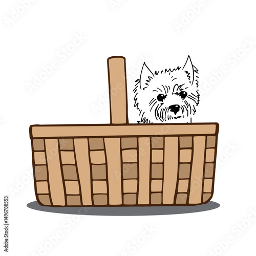 Westie pup peeking from wicker basket, ideal for friend, companion, visit to the vet, pet adoption designs, pet logos, greeting cards, social media, packaging, decor.