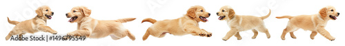 PNG Playful golden retriever puppies running, element set on transparent background