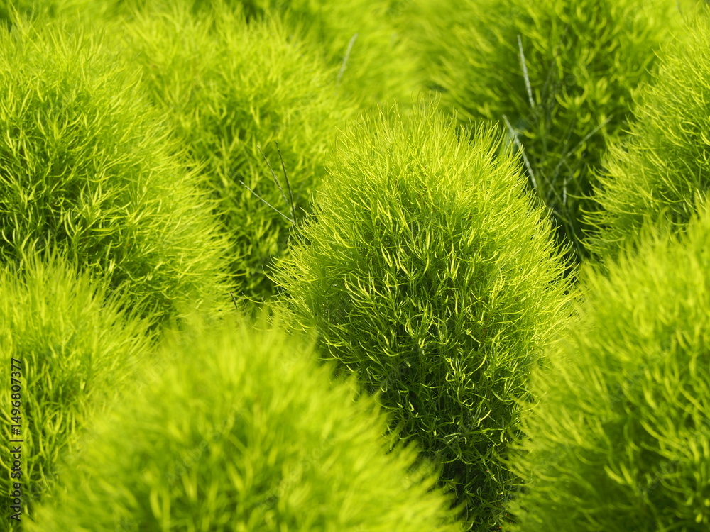 コキアの花壇