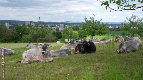 Wallpaper Mural Herd of cows with bull of breed Rätisches Grauvieh lying down and ruminating on a cloudy spring day at Swiss City of Zürich. Movie shot May 11th, 2025, Zurich, Switzerland. Torontodigital.ca