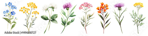 PNG Colorful botanical floral illustration, element set on transparent background