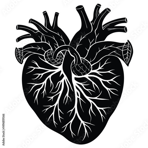 Detailed Black and White Illustration of the Human Heart Anatomical Concept