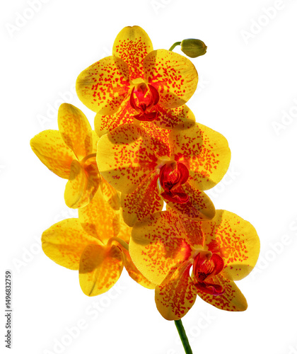 Orchidea w promieniach słońca. photo