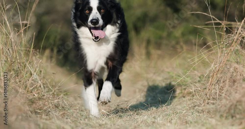 Wallpaper Mural Slow motion. Beautiful Border collie dog running towards camera Torontodigital.ca