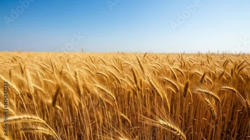 Wheat Field Swaying Gently Under Blue Sky on Sunny Day