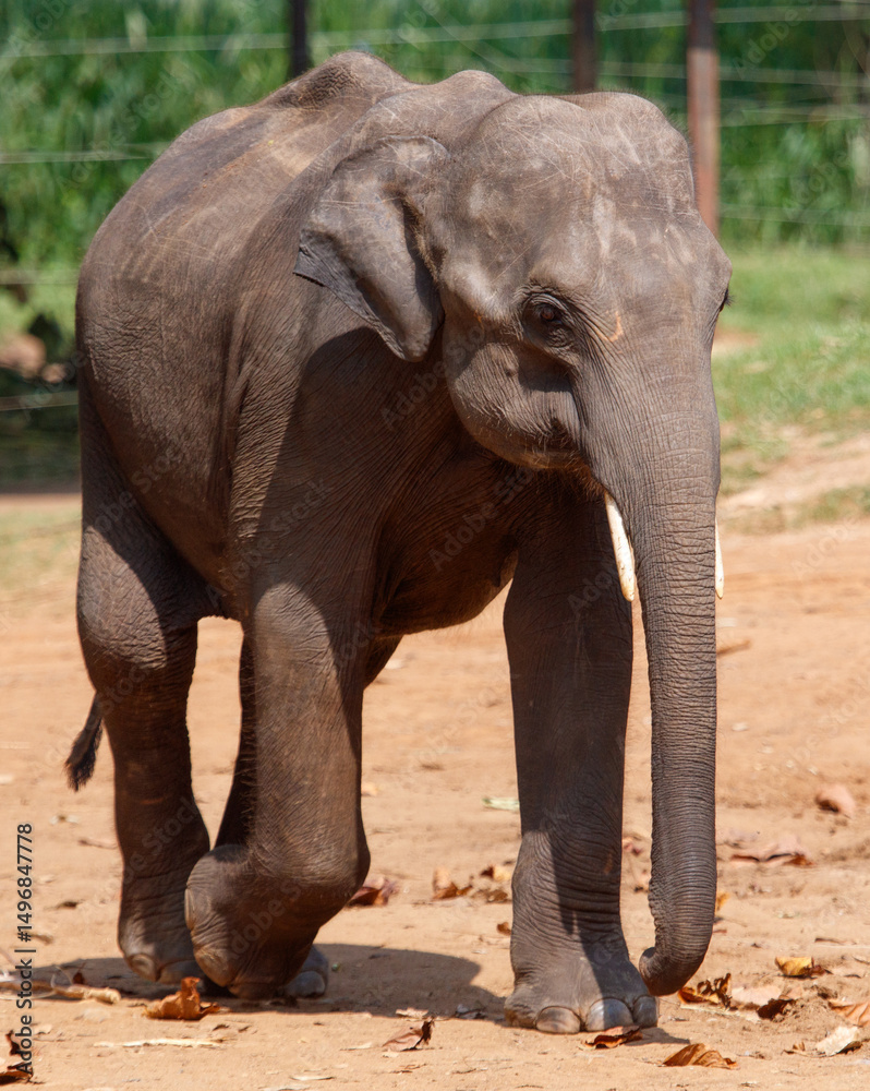 Fototapeta premium A baby elephant is walking on the ground