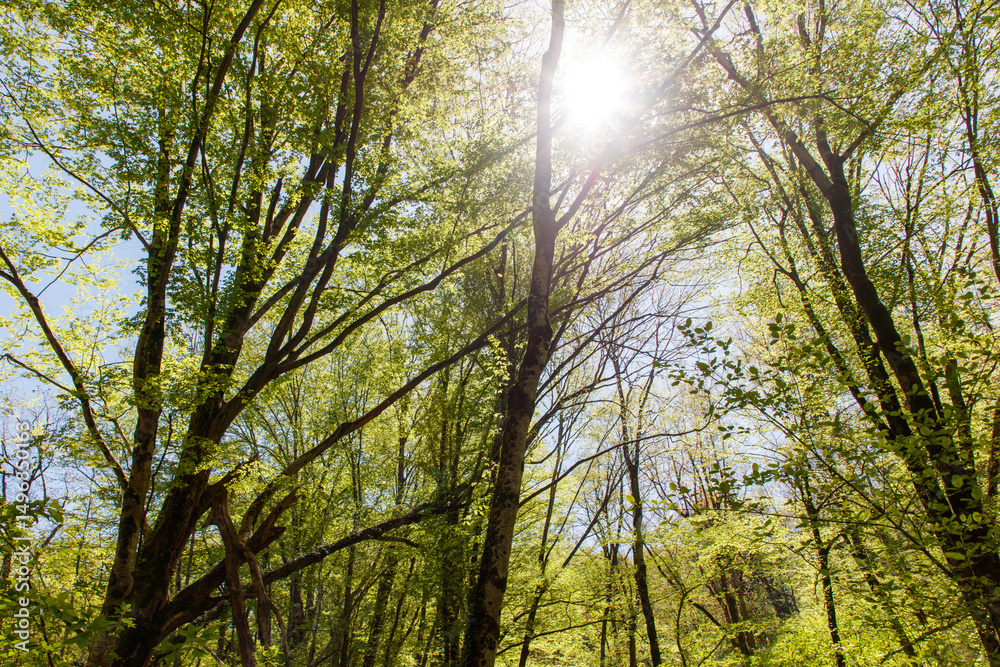 Obraz premium The sun is shining through the trees, casting a warm glow on the forest floor