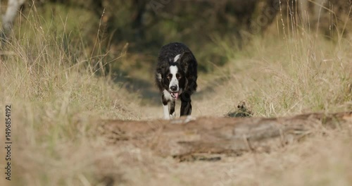 Slow motion. Beautiful Border collie dog running towards camera and jumping over a log