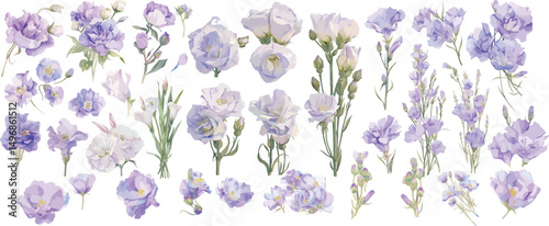 lisianthus watercolor clipart 
