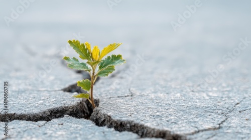 Resilient Plant Sprouting Through Cracked Concrete Pavement Symbolizing Growth and Hope
