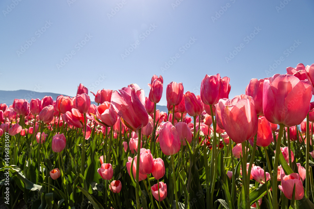 Obraz premium field of tulips