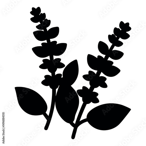Silhouette of Holy Basil Plant with Blossoms and Leaves on White