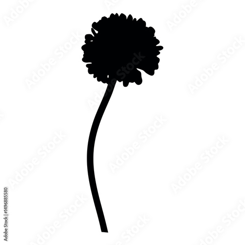 Silhouette of a fluffy dandelion flower in full bloom with a slender stem