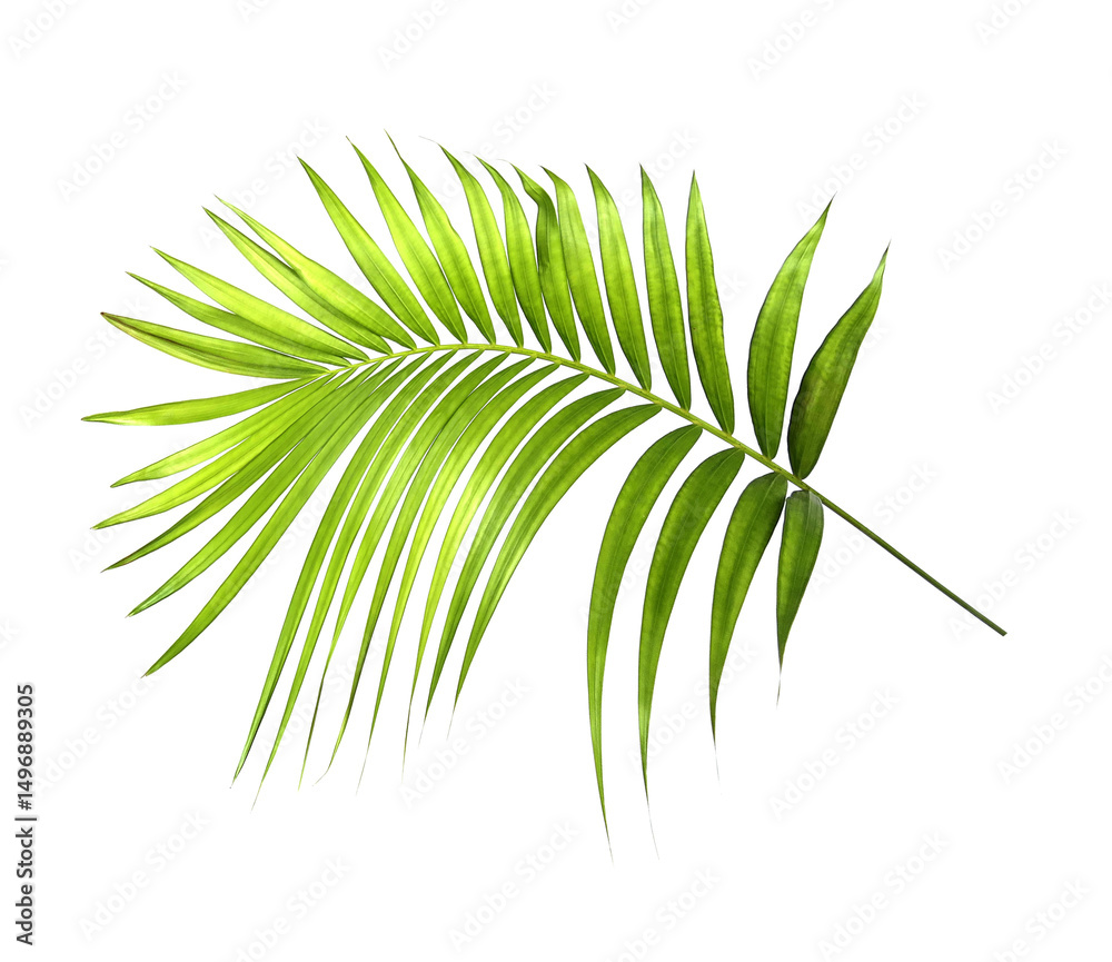 Fototapeta premium Green palm leaves on transparent background