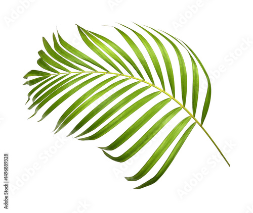 Green palm leaves on transparent background photo