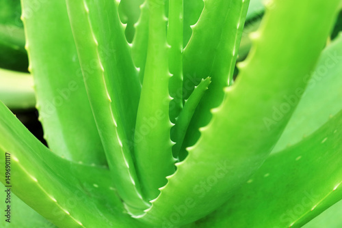 Close up of aloe vera plant growing in the garden.