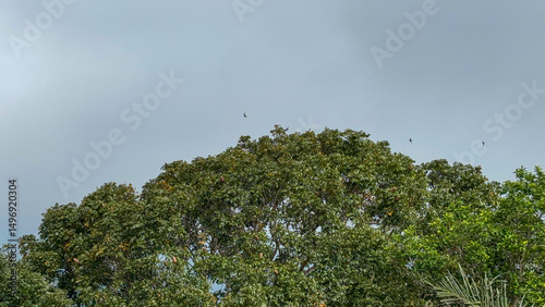 Fotografi Tranquil Canopy: Birds in Flight Over Lush Greenery Under a Pale Sky