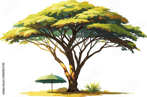 A watercolor image of an Umbrella Thorn Acacia (Vachellia tortilis), with umbrella-shaped canopy and fine feathery leaves, isolated on a white background. 