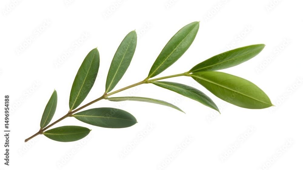 Naklejka premium Green Twig of Italian Ruscus with Fresh Leaves Isolated on White Background, Botanical Branch, Fresh Green Foliage, Natural Plant Element, Isolated Plant Stem, Leafy Twig, Minimalist Nature Image