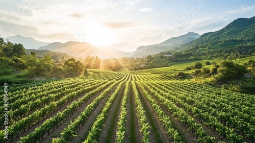 Aerial view of vast farmland with green crops divided into neat plots, symbolizing land leasing contracts and sustainable agriculture. Agricultural business concept.