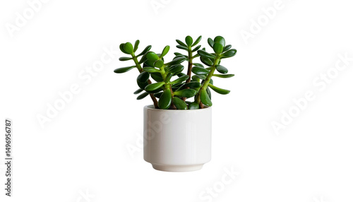 Jade Plant in White Pot on Transparent Background Ideal for Design Projects