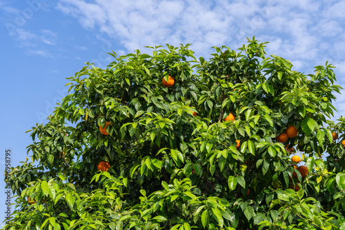 Fototapeta Naklejka Na Ścianę i Meble -  Vibrant orange fruits ripening on citrus tree, surrounded by rich green leaves, set against bright blue sky. Ideal image for themes of organic agriculture, healthy living, and natural food.