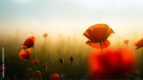 Red poppies growing in the field in summer