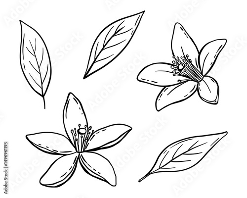 Tangerine flower and leaves isolated vector drawings set. Vintage illustration of citrus blooming flower. Engraved style sketch.