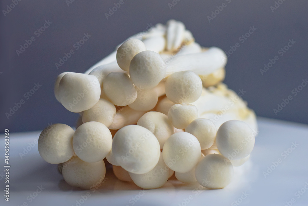 White shiitake mushrooms, White shiitake mushroom group White shiitake mushrooms, White shiitake mushroom group