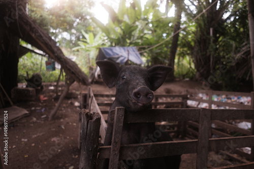 A black pig in a pen, looking at the camera. Bali, Indonesia - 15th March 2025