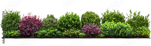 [Transparent Background PNG]Colorful Low Hedges Isolated on White Background