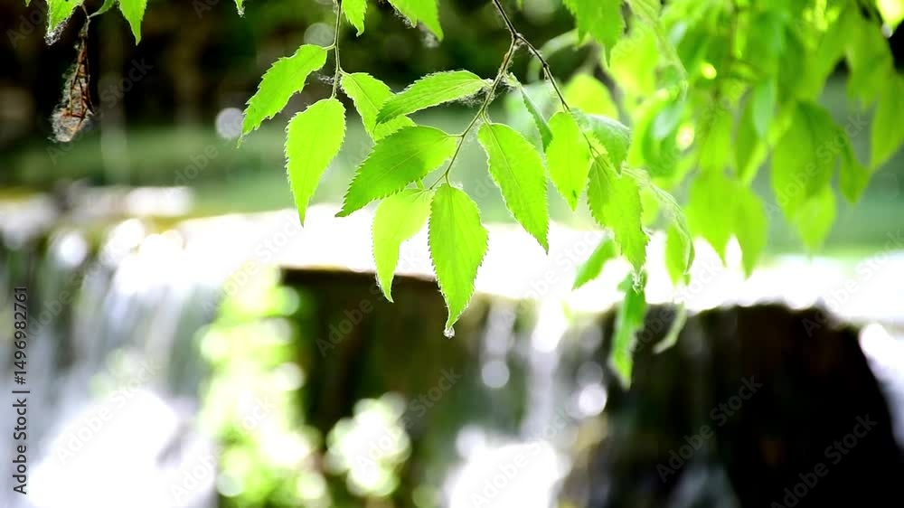 Agua corriente en el rio y rama de árbol con hojas verdes a contra luz con fondo cascada de agua y sonido original