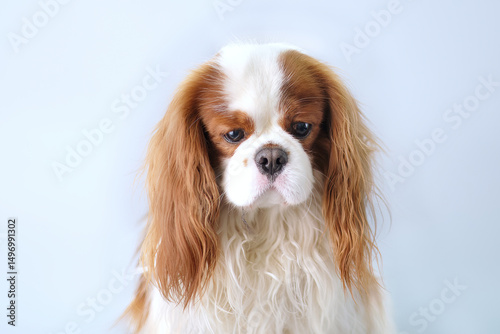 Portrait of a cute cavalier King Charles spaniel close-up