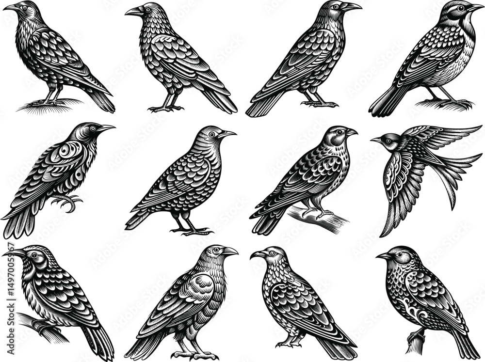 Obraz premium set of different birds