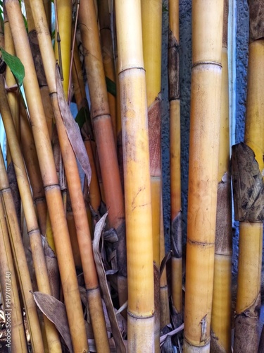 Yellow bamboo growing in clusters towering upwards with horizontal photo