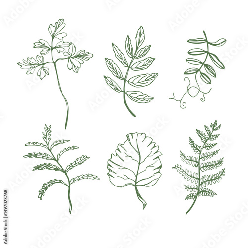 Set of delicate vector outline leaves and plants. For decoration and print. Hand-drawn.
