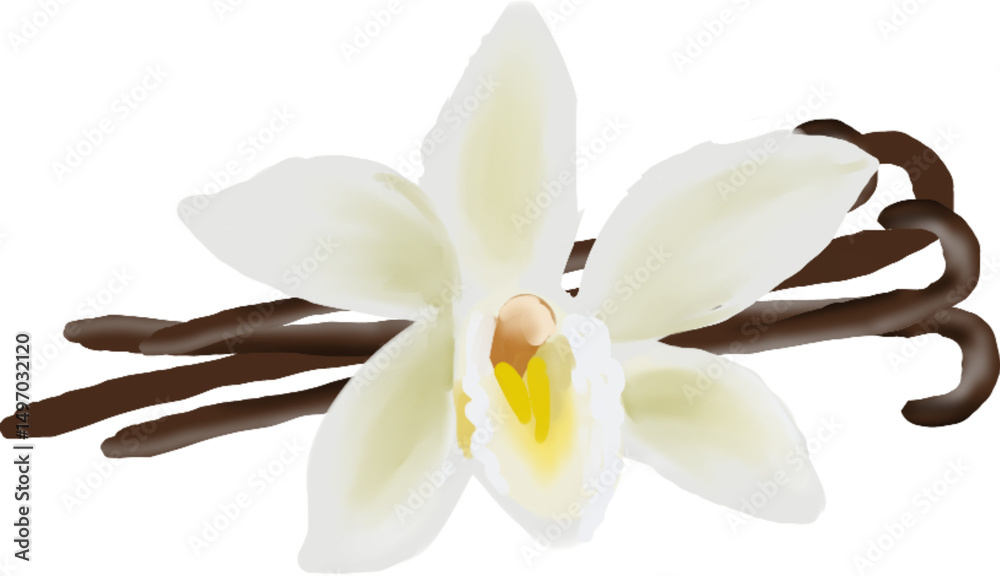 vanilla pods and flower vanilla pods and flower